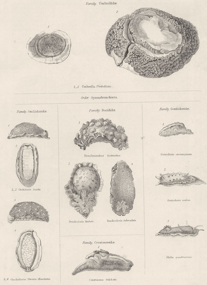 MOLLUSCS. Umbrellidae; Onchidoridae; Dorididae; Goniodoridae 1860 old print